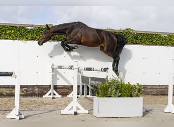 KWPN, Merrie, 3 Jaar, 168 cm, Donkerbruin