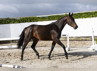 KWPN, Merrie, 3 Jaar, 168 cm, Donkerbruin