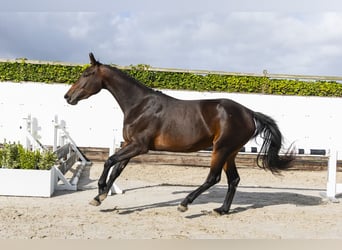 KWPN, Merrie, 3 Jaar, 168 cm, Donkerbruin