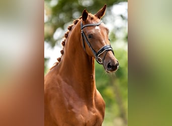 KWPN, Merrie, 3 Jaar, 168 cm, Donkere-vos