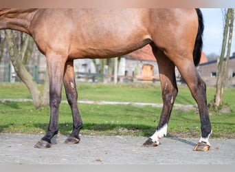 KWPN, Merrie, 3 Jaar, 168 cm, Gevlekt-paard