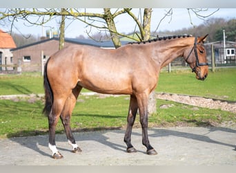 KWPN, Merrie, 3 Jaar, 168 cm, Gevlekt-paard