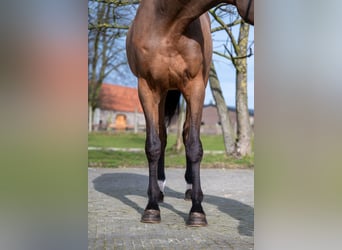 KWPN, Merrie, 3 Jaar, 168 cm, Gevlekt-paard