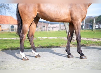 KWPN, Merrie, 3 Jaar, 168 cm, Gevlekt-paard