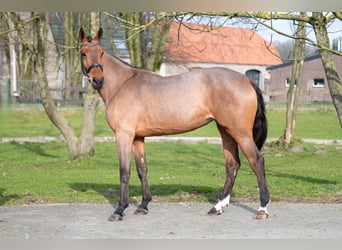 KWPN, Merrie, 3 Jaar, 168 cm, Gevlekt-paard