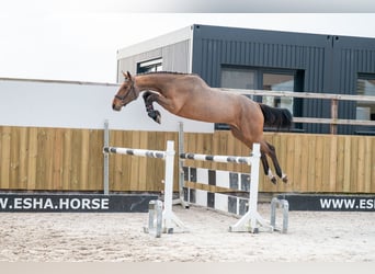 KWPN, Merrie, 3 Jaar, 168 cm, Gevlekt-paard