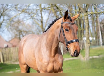 KWPN, Merrie, 3 Jaar, 168 cm, Gevlekt-paard