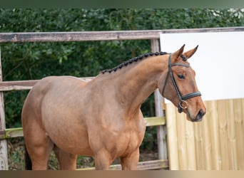 KWPN, Merrie, 3 Jaar, 168 cm, Gevlekt-paard