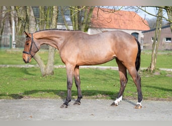 KWPN, Merrie, 3 Jaar, 168 cm, Gevlekt-paard