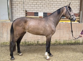 KWPN, Merrie, 3 Jaar, 168 cm, Rood schimmel