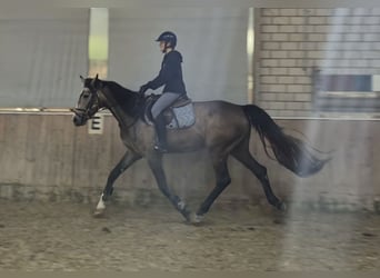 KWPN, Merrie, 3 Jaar, 168 cm, Rood schimmel