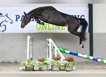 KWPN, Merrie, 3 Jaar, 168 cm