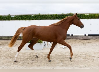 KWPN, Merrie, 3 Jaar, 168 cm, Vos