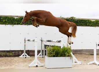 KWPN, Merrie, 3 Jaar, 168 cm, Vos