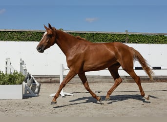KWPN, Merrie, 3 Jaar, 168 cm, Vos
