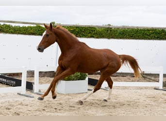 KWPN, Merrie, 3 Jaar, 168 cm, Vos