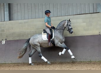 KWPN, Merrie, 3 Jaar, 169 cm, Blauwschimmel