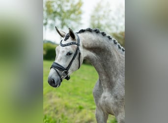KWPN, Merrie, 3 Jaar, 169 cm, Blauwschimmel
