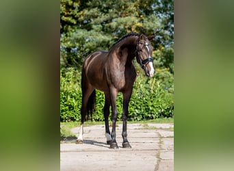 KWPN, Merrie, 3 Jaar, 169 cm, Bruin