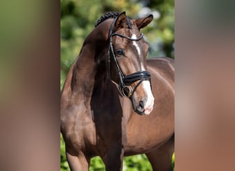 KWPN, Merrie, 3 Jaar, 169 cm, Bruin