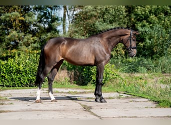 KWPN, Merrie, 3 Jaar, 169 cm, Bruin