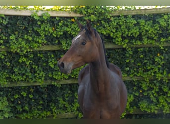 KWPN, Merrie, 3 Jaar, 169 cm, Bruin