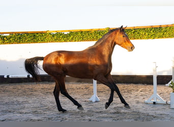 KWPN, Merrie, 3 Jaar, 169 cm, Bruin