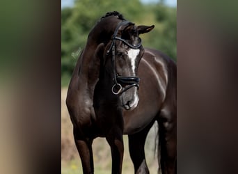 KWPN, Merrie, 3 Jaar, 169 cm, Donkerbruin