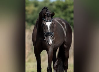 KWPN, Merrie, 3 Jaar, 169 cm, Donkerbruin