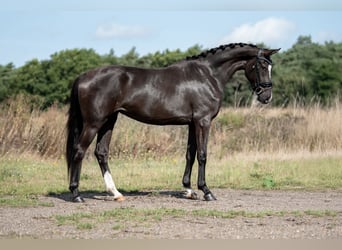 KWPN, Merrie, 3 Jaar, 169 cm, Donkerbruin