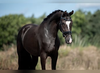 KWPN, Merrie, 3 Jaar, 169 cm, Donkerbruin