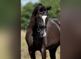 KWPN, Merrie, 3 Jaar, 169 cm, Donkerbruin