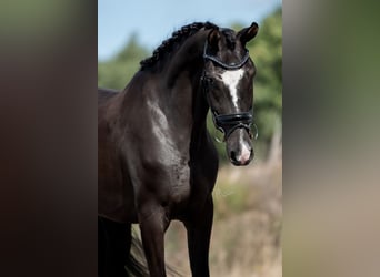 KWPN, Merrie, 3 Jaar, 169 cm, Donkerbruin
