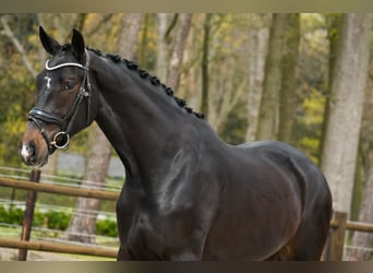 KWPN, Merrie, 3 Jaar, 169 cm, Donkerbruin