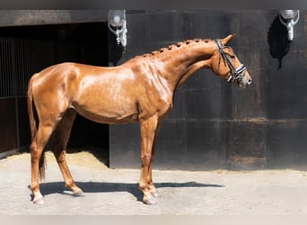 KWPN, Merrie, 3 Jaar, 169 cm, Vos