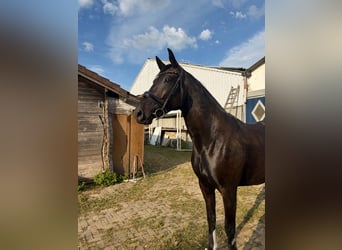 KWPN, Merrie, 3 Jaar, 169 cm, Zwartbruin