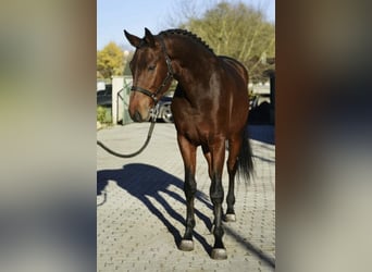 KWPN, Merrie, 3 Jaar, 170 cm, Bruin