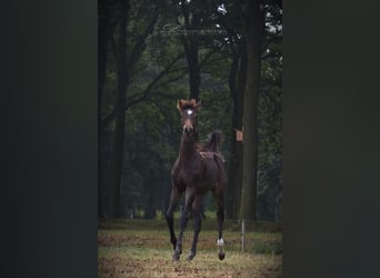 KWPN, Merrie, 3 Jaar, 170 cm, Donkerbruin