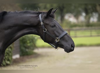 KWPN, Merrie, 3 Jaar, 170 cm, Donkerbruin