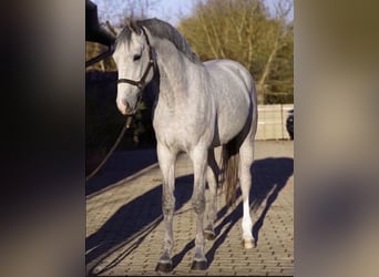 KWPN, Merrie, 3 Jaar, 170 cm, Falbe