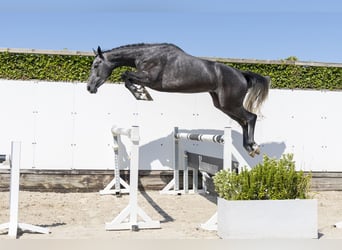 KWPN, Merrie, 3 Jaar, 170 cm, Schimmel
