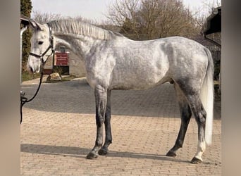 KWPN, Merrie, 3 Jaar, 170 cm