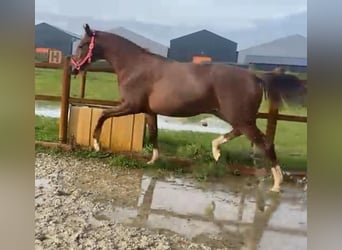 KWPN, Merrie, 3 Jaar, 170 cm, Vos