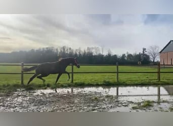 KWPN, Merrie, 3 Jaar, 170 cm, Vos