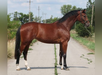 KWPN, Merrie, 3 Jaar, 171 cm, Bruin