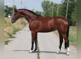 KWPN, Merrie, 3 Jaar, 171 cm, Bruin