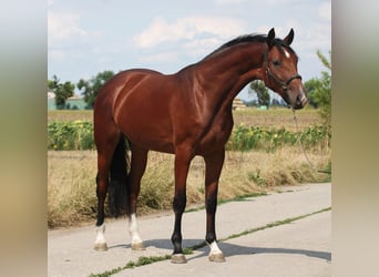 KWPN, Merrie, 3 Jaar, 171 cm, Bruin