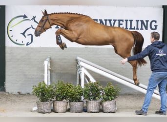 KWPN, Merrie, 3 Jaar, 171 cm, Donkere-vos