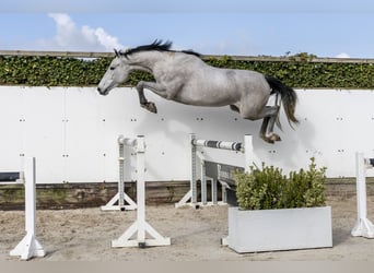 KWPN, Merrie, 3 Jaar, 171 cm, Schimmel