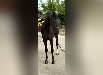 KWPN, Merrie, 3 Jaar, 171 cm, Zwart
